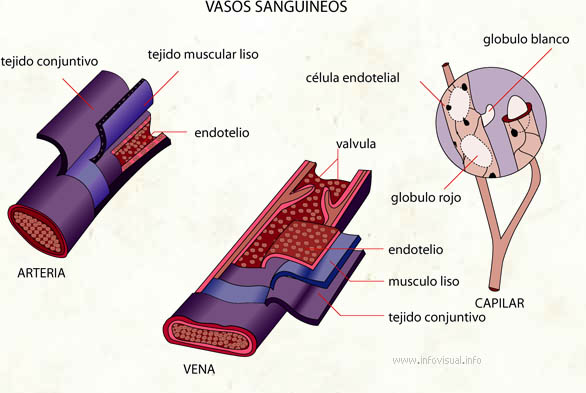 Vasos sanguineos (Diccionario visual)